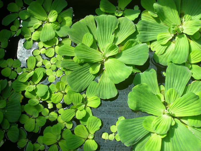 【每周植物分享】水景萌物——大薸