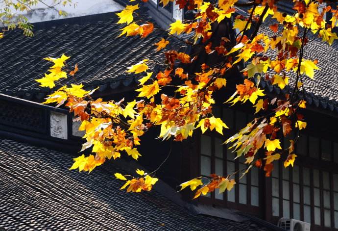 【懸鈴木】既不產(chǎn)自法國，也不是梧桐的“法國梧桐”