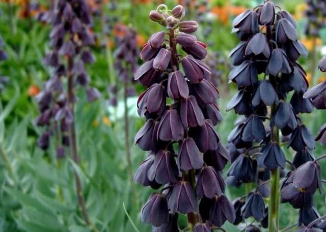 【暗黑勢(shì)力】盤點(diǎn)那些神秘奇異的黑色植物