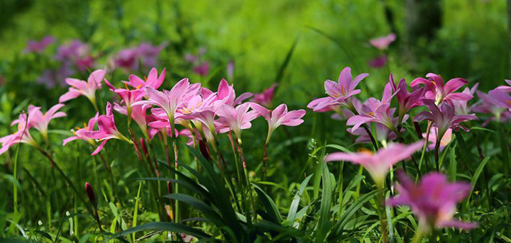七月，雨中風雨蘭
