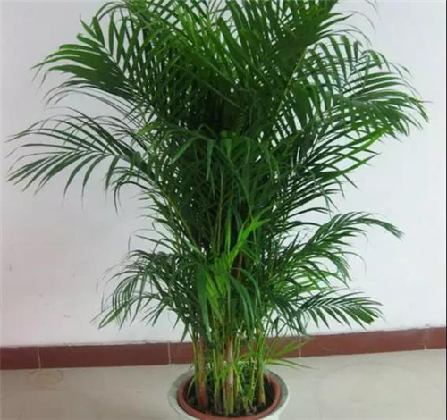 家庭養(yǎng)花：新房客廳適合擺放的綠植