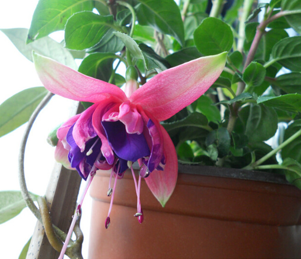 入夏后要對(duì)花卉<a href=