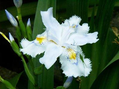 必看：花卉綠植哪些適合家養(yǎng)？