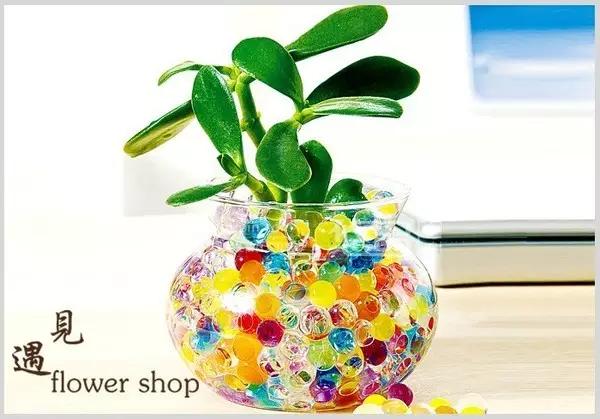 水晶泥 花卉栽培:水晶泥在花卉栽培中的應用