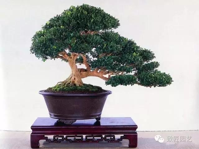 5.jpg 盆景:山樁的采挖與養(yǎng)護(hù)