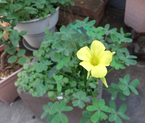 黃花酢漿草生長(zhǎng)栽培