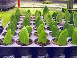 美鐵芋的栽培與管理(圖)