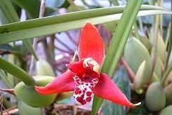 奶香四溢-腋唇蘭的栽培(圖)