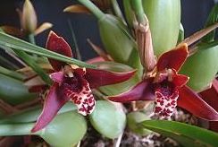 奶香四溢-腋唇蘭的栽培(圖)