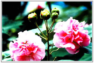 木芙蓉的栽培(圖)