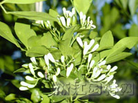 九里香栽培(圖)