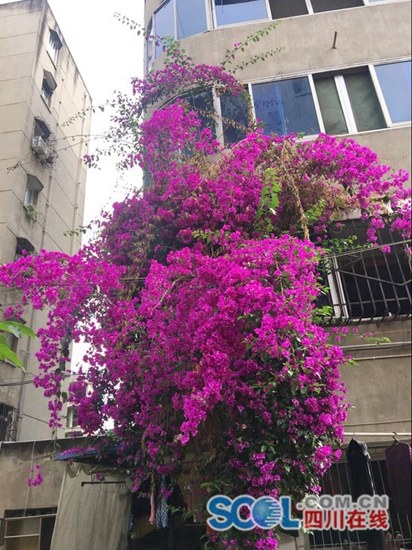 成都金堂縣組織發(fā)動(dòng)居民栽花種草 成都金堂縣組織發(fā)動(dòng)居民栽花種草