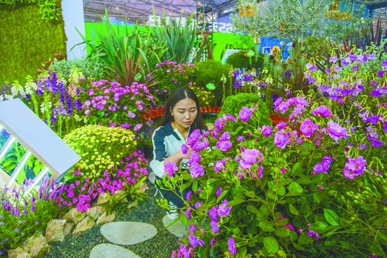 從盆景到都市花境 成都80后村妹的“花”樣財富