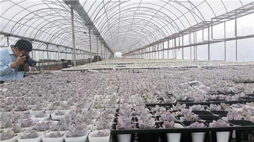 1.jpg 青州:推動花卉產(chǎn)業(yè)轉(zhuǎn)型升級