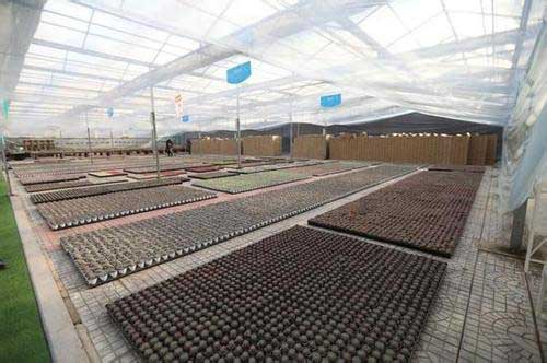 2.jpg 青州:推動花卉產(chǎn)業(yè)轉(zhuǎn)型升級