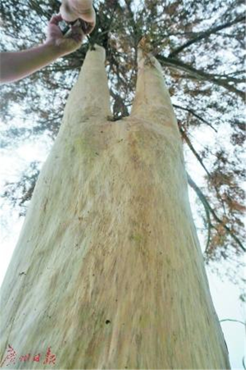 紅豆杉 廣州:傳言紅豆杉樹皮泡酒能抗癌 四棵大樹被剝皮