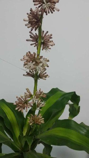 西安：盆栽巴西木開了3次花，專家稱少見