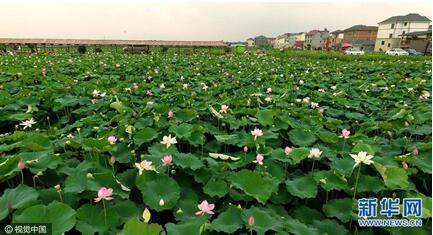 浙江衢州百畝荷花盛開(kāi)成美景