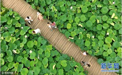 浙江衢州百畝荷花盛開(kāi)成美景