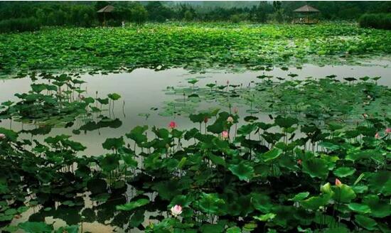 日照海濱國家森林公園荷花進入觀賞期