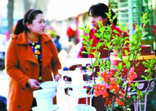 甘肅慶陽節(jié)后花卉市場銷售火熱