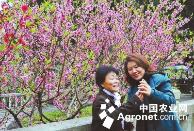 福建：烏石山花會(huì)開幕各種花卉競(jìng)相綻放