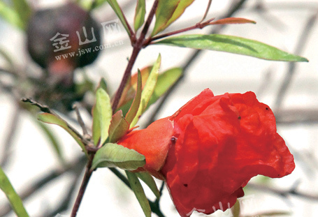 江蘇：鎮(zhèn)江報(bào)業(yè)傳媒集團(tuán)院內(nèi)冬季罕見(jiàn)石榴樹(shù)花開(kāi)