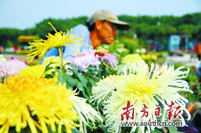 花海區(qū)薈萃了1500多種名貴菊花。鄭平 攝