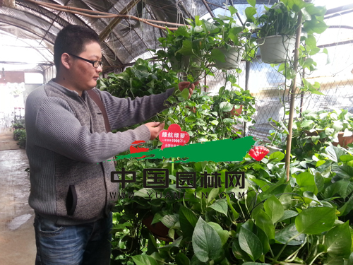 市民在“綠美園藝”選購綠蘿