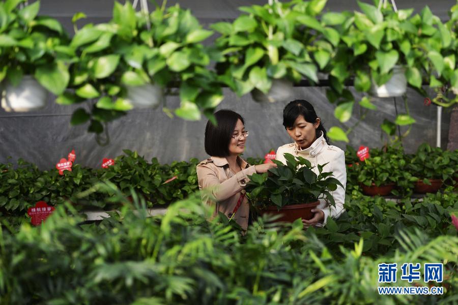 山東鄒平前店后園“花卉超市”賣花