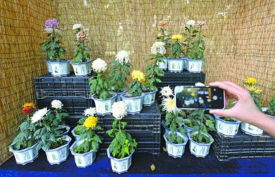 武漢植物園催開4000多盆菊花迎國(guó)慶