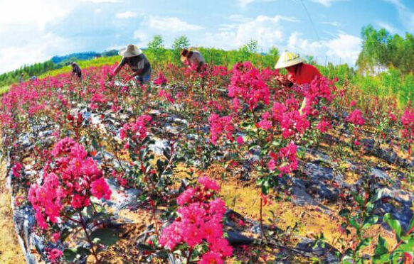 幾十名員工在護理和種植三紅紫薇