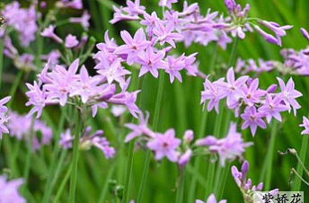 四川：豐富城市花卉品種 成都引進(jìn)多種花卉