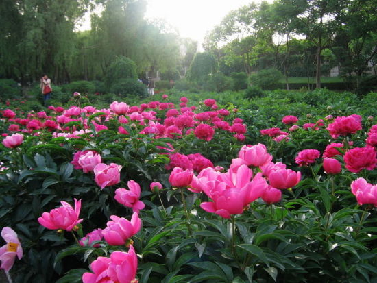 牡丹園花開時期美景