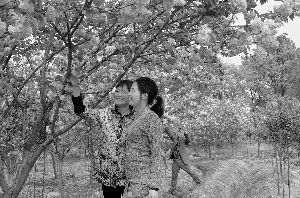 美麗的櫻花 南京:苗木園2000多株櫻花爭相綻放