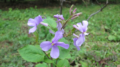 二月蘭.jpg 上海濱江森林公園春意濃 野花遍地開雙梅迎春俏
