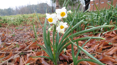 水仙.jpg 上海濱江森林公園春意濃 野花遍地開雙梅迎春俏