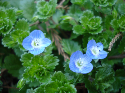 野花遍地開æ? 上海濱江森林公園春意濃 野花遍地開雙梅迎春俏