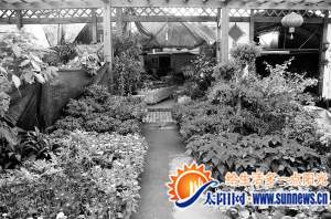 福建：漳州花卉市場遇寒流 主因?yàn)槠笫聵I(yè)單位厲行節(jié)儉