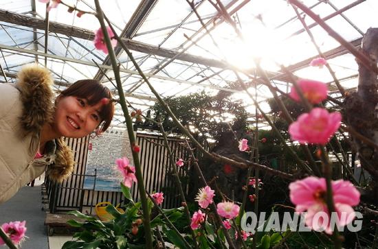 北京：世界花卉大觀(guān)園推出梅花展 500年“古梅王”亮相