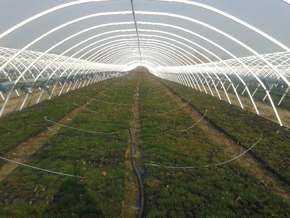 118608205_21n.jpg 吉林:九臺(tái)市波泥河鎮(zhèn)發(fā)展苗木花卉產(chǎn)業(yè)紀(jì)實(shí)