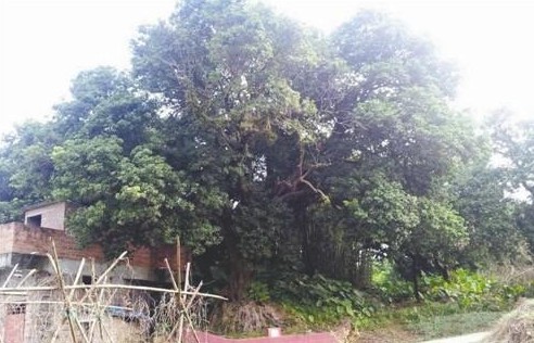 W020131115294789882751.jpg 廣東:東莞古樹名木“三老”齊聚企石