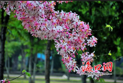 94415227.jpg ??趫@林引進(jìn)新品種 市民可在家門口賞泰國櫻花