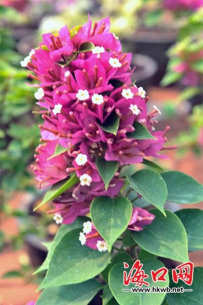 94415228.jpg 海口園林引進(jìn)新品種 市民可在家門口賞泰國櫻花