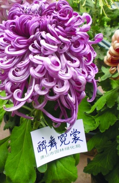 res03_attpic_brief.jpg 無(wú)錫:錫惠公園金秋10萬(wàn)盆菊花驚艷亮相