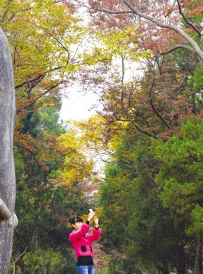 QQ圖片20131025105736.jpg 南京:兩側(cè)樹木扮上“秋妝”石象路迎來一年中最美景致