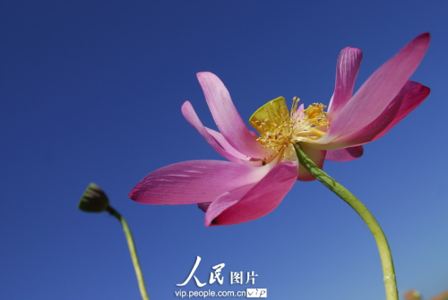 18662153056961072281n.jpg 上海最大的荷花種植基地荷花綻放