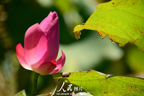 30358817780395775911n.jpg 上海最大的荷花種植基地荷花綻放