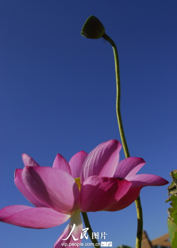 86107019185961878851n.jpg 上海最大的荷花種植基地荷花綻放