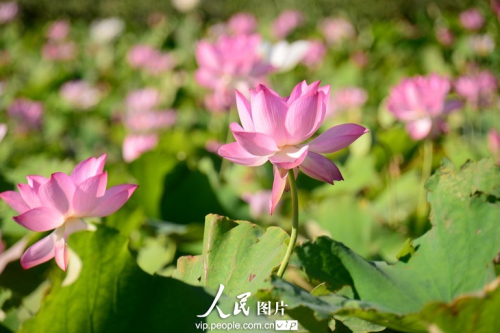 128219203666634963531n.jpg 上海最大的荷花種植基地荷花綻放